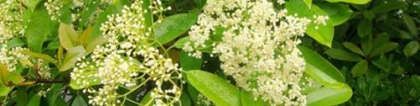 “最污之花”石楠花怎么养？石楠花的养殖和药用价值介绍