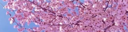 樱花图片欣赏 樱花落成河，一见倾人心