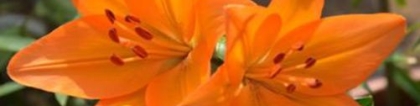 六月开什么花？这些花儿在六月盛开你家有吗