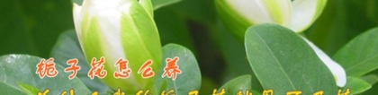 家里的盆栽栀子花怎么养？