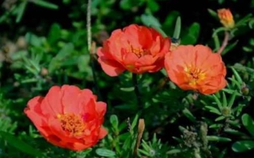 午时花有几种颜色？午时花的外形及功能介绍