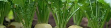 芜菁和芜菁甘蓝的区别？芜菁甘蓝任性的“萝卜”