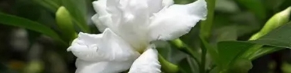 栀子花什么时候开花？栀子花开是淡淡的青春 纯纯的爱