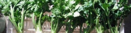 根芹的种植技术，根芹不仅味美还有降压利尿、提高食欲