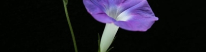 盆栽牵牛花怎么养?盆栽牵牛花的养殖技巧