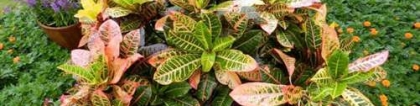 变叶木有毒吗，变叶木有毒还是促癌植物不适合家庭养殖