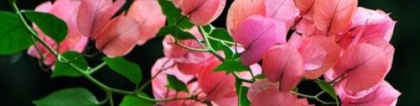 秋天开的花有哪些？原来有这么多花儿是开在秋天