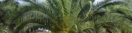 加拿利海枣的种植与养护 寒冬它也能送您一抹热带风情