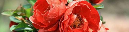 海棠花为什么叫断肠花 看你下面3个解释你就明了
