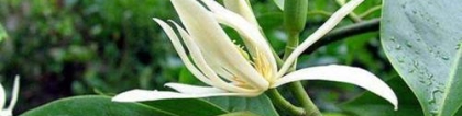 白兰花这样养，颜色雅如玉 馨香浓似兰