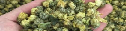 杭白菊的功效与作用，杭白菊性寒孕妇及虚寒者少饮