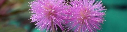 含羞草会开花吗？含羞草的生长习性介绍