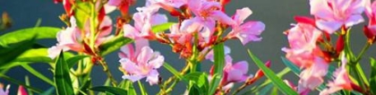 夹竹桃有毒吗 有毒！为什么《甄嬛传》菀嫔吃了却没死呢
