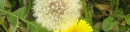 蒲公英种类大全，蒲公英浑身都是宝，有非常好的药效