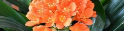 君子兰开花需要几片叶子，掌握下面三点你的君子兰年年花开不断