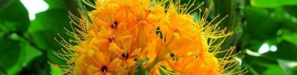 无忧树什么时候开花？无忧树的传说竟然与释迦摩尼有关你知道吗
