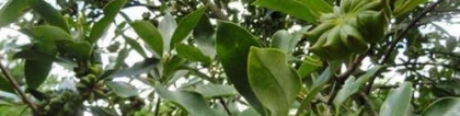 八角茴香树苗价格，种植八角茴香做好这2点就会硕果累累