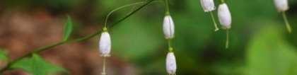 被子植物是什么？八一八你所不知道的被子植物