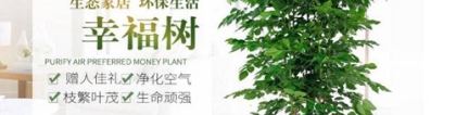 幸福树图片欣赏，让幸福树来守护您猪年的平安和幸福