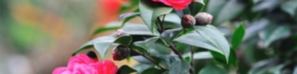 冬天冻不死的常绿植物，养家里给冬天增彩还开花不断